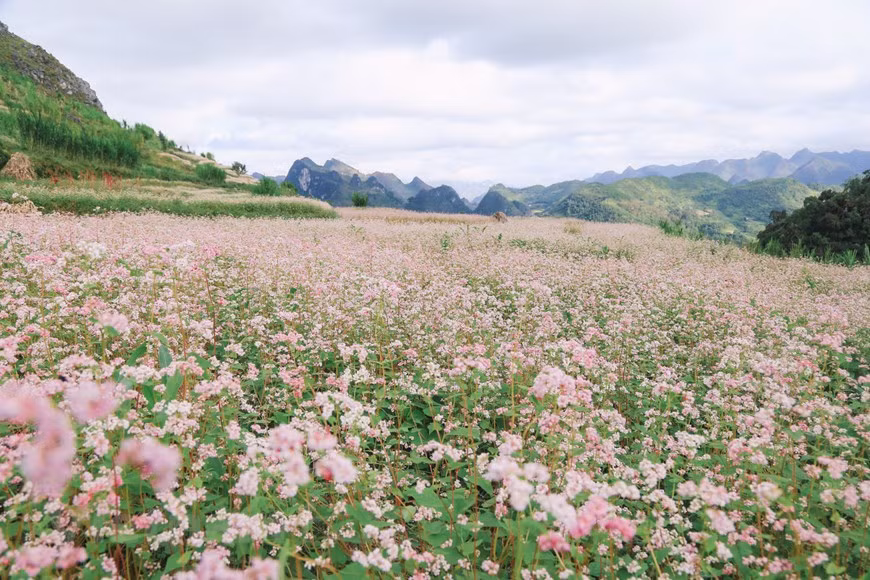 Buckwheat flower fields often burst into full bloom from October to the end of winter. (Photo: Vietnamplus)