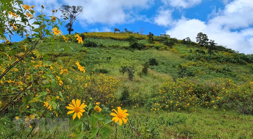 Chu Dang Ya volcano is covered with bright yellow colour of wild sunflowers. (Photo: VNA)