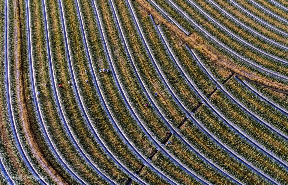 Farmers tend their watermelons in Tan Lap ahead of the Lunar New Year. Watermelons are a popular fruit and house decoration for the holiday. (Photo: Vnexpress.net)