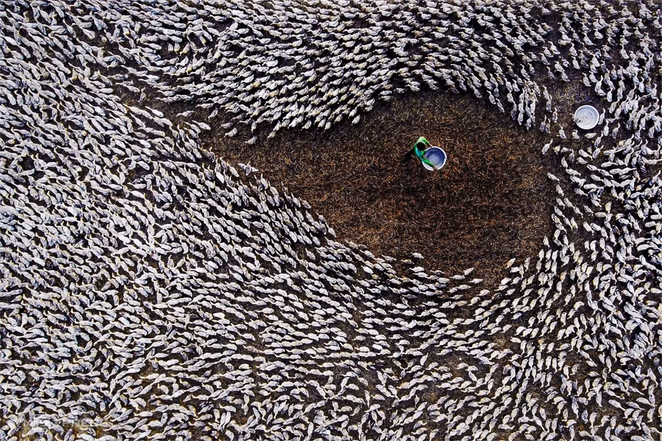 A farmer feeds a raft of ducks in Tan Lap Commune. (Photo: Vnexpress.net)