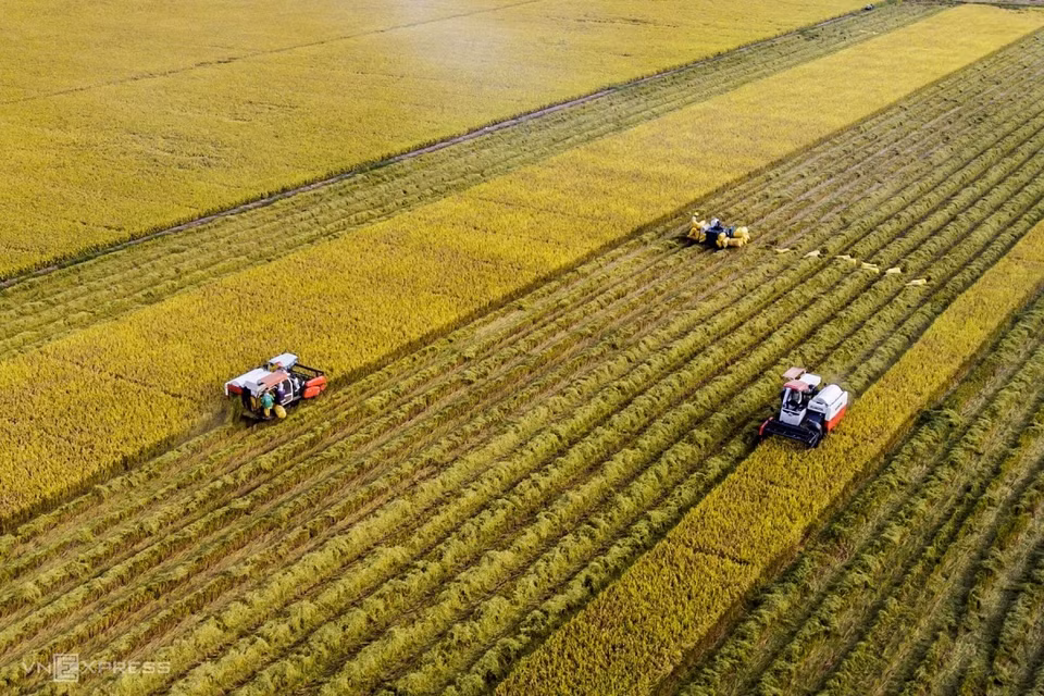 In Long An, the rice harvest has been largely mechanized. (Photo: Vnexpress.net)