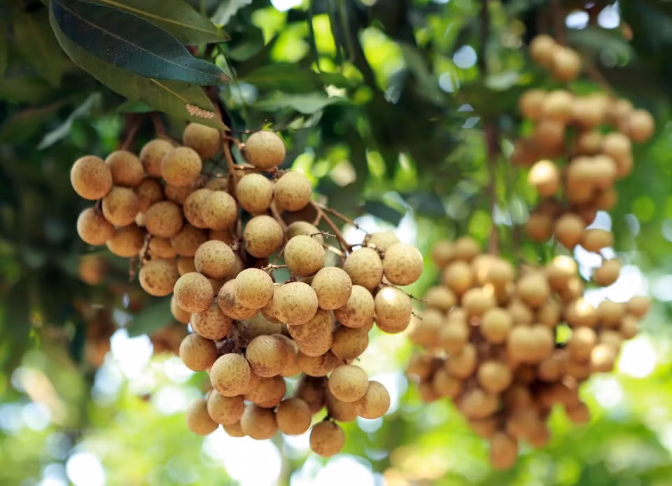 Longan fruit is a specialty of Hung Yen, which has light yellow and firm skin, while its flesh is fragrant, sweet and succulent (Source: VNA)