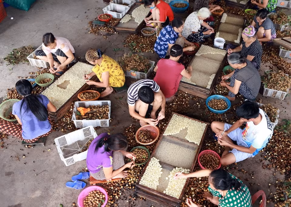 Local farmers skin longan to make dry fruit in Ne Chau cooperative, Hong Nam commune, Hung Yen city (Source: VNA) 