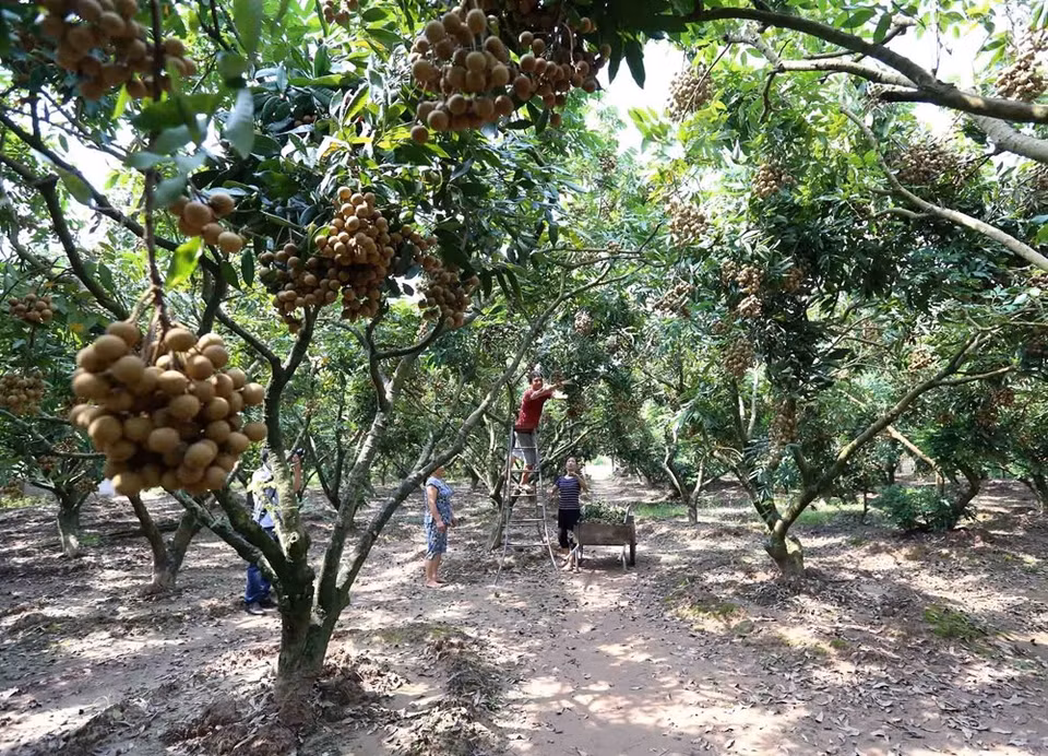 During 2018 crop, the province actively adopted technological advances to extend harvest season (Source: VNA) 