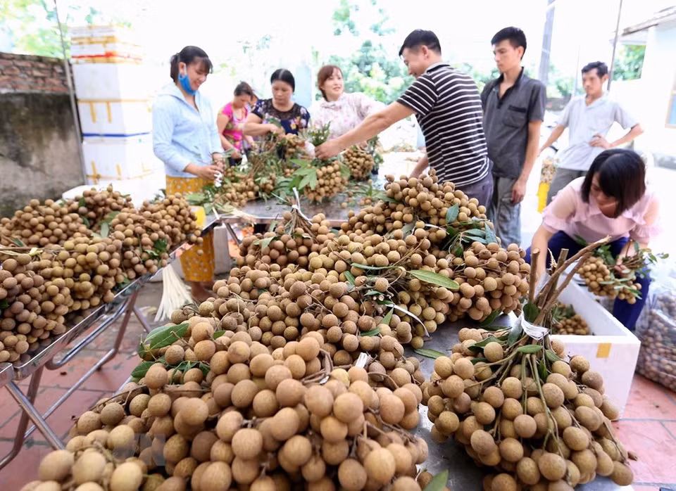 So far, distribution networks and major supermarket chains such as Sai Gon Coop, Big C, Hapro, An Viet company have signed deals to purchase about 32,000 tonnes of fresh longan fruits (Source: VNA) 