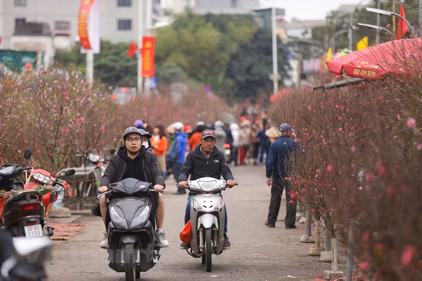 Every time when Tet holiday is approaching, Quang An Flower Market becomes a peach blossom market because this is one of the most favourite flowers at Tet festival in Vietnam. Peach blossom is similar to apricot blossom but it’s can only be grown in the northern region. It symbolises happiness, richness and luckiness. Local people have been rushed to buy Nhat Tan peach blossom flowers as it is one of the most beautiful and famous peach flower types in the north of Vietnam. To meet the increasing demand of Hanoians, farmers who grow peach blossom flowers have applied special cultivation techniques to help flowers blossoming early. (Photo:VietnamPlus) 