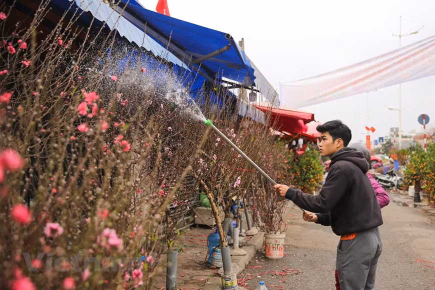 Quang An flower market is known as the largest wholesale market for fresh flowers in Hanoi. Larger branches and bigger peach trees are sold across the Au Co road. Flower growers from the neighbouring areas like Tay Tuu, Me Linh or Dong Anh bring their flowers here to sell to small traders or retailers. Some flowers are transported from Da Lat city (Lam Dong province) or imported from China to serve the needs of people during the Tet. Most Hanoians live in small houses, they want to bring a natural and lively space to their rooms so they can enjoy the greenery at home. (Photo: VietnamPlus)