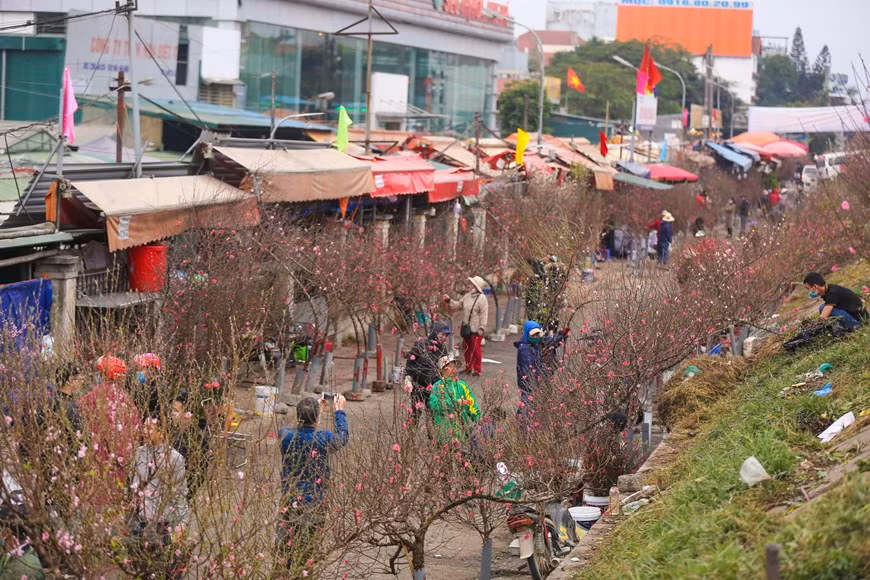 Quang An flower market is the biggest markets in Hanoi with a variety of flowers to meet the demand of people around the year. Each season has its own flowers, so flowers sold at Quang An Flower Market are seasonal. They are transported from different areas, with peach blossoms and chrysanthemum from Nhat Tan, Tu Lien kumquat, apricot blossoms from Ho Chi Minh City, roses from Soc Son, and cymbidium orchid and lilys flowers from Da Lat. The market does not only sell locals’ flowers but also sells imported ones. The flowers come from various sources including China, Thailand, the Netherlands and South Africa. (Photo:VietnamPlus)