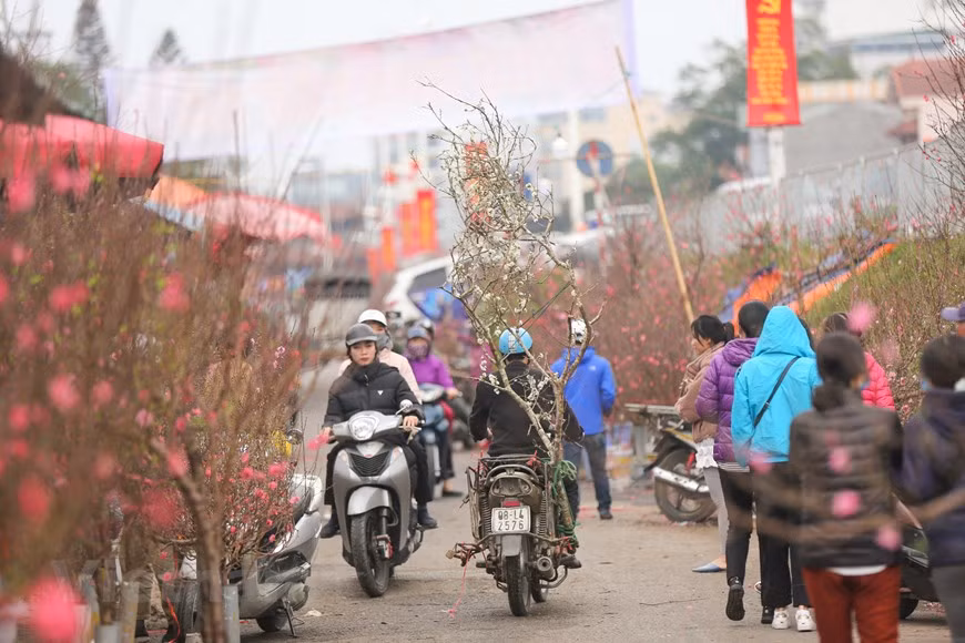 After the government banned the sale of wild peach blossom trees, many traders have switched to selling apricot and plum blossoms. During the Tet which falls in February, a lot of Vietnamese use the plants and flowers to decorate their houses in order to create a lively atmosphere and colourful touch aligned with the enthusiastic and cheerful spirits of the holiday. As the apricot blossom only blooms once a year, they believe it will bring happiness and good fortune for a new year. In that sense, many families shop for flowers, plants, and apricot blossoms ahead of Tet, with the hope of having luck in their house. (Photo: VietnamPlus)