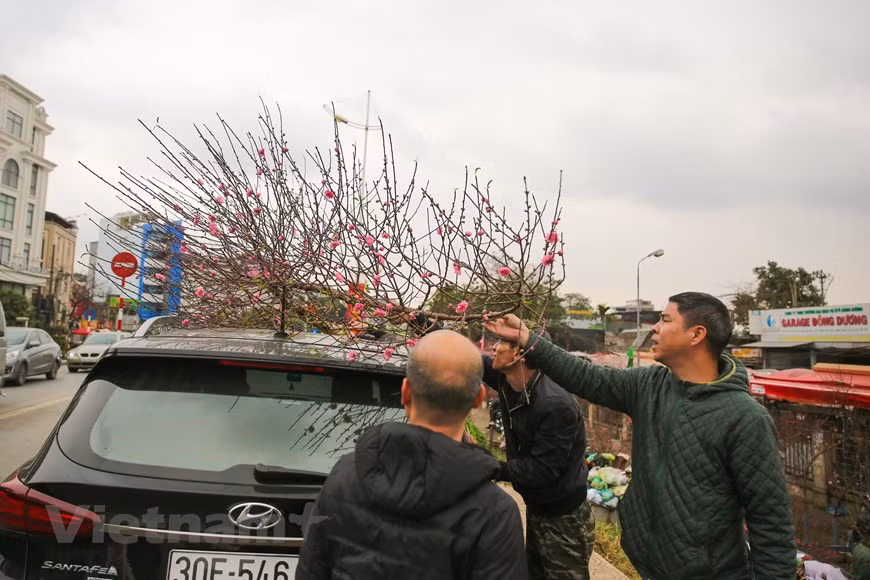  Every year when the Spring arrives, Hanoians eagerly visit flower markets to buy their favourite flowers and plants to decorate their homes . What is special about this traditional Tet flower market is that it only meets once a year, from the 15th to the 30th day of the last lunar month. The market is more and more crowded as Tet draws near, creating a distinctive lively atmosphere of the holiday in the capital city. Most Vietnamese people start preparations for Tet as early as a month before the festival. They believe that flowers and ornamental plants will brighten their homes and bring good luck for the family in the next year. (Photo:VietnamPlus)