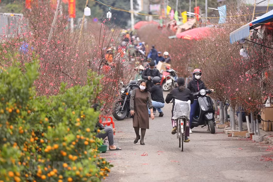 Many small traders are quite excited and expect a happy Tet when peach blossom this year are sold at a good price. Peach blossom is not only a flower but it has become an integral part in the life of Hanoians. As a traditional feature, every family will buy one or some flowers that appear only in Tet; if in the South, yellow apricot flower is the most common, in the North, people usually purchase peach blossom for adornment. The main reason for this difference is the characteristics of the flowers. While peach trees grow well in cold weather, orchid flowers just can survive and bloom in tropical lands with lots of sunshine. (Photo: VietnamPlus)