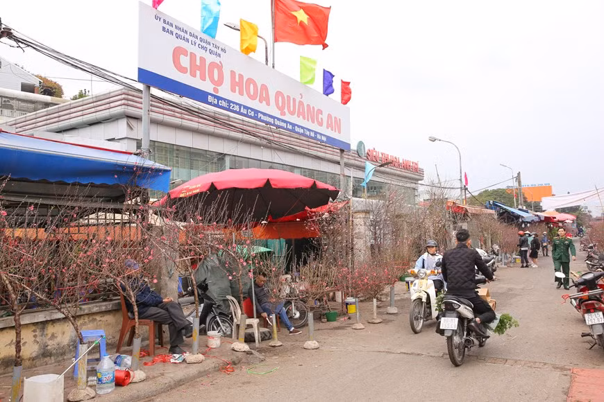 As a big and well-known market in the capital city, the market place is getting busier and busier prior to Tet (Lunar New Year) Festival. Tet is the most important holiday and the occasion when every Vietnamese family decorates their homes with flowers and plants to welcome the new year. Some names can be listed out including chrysanthemums and rose. Nowadays, people often use orchid, lilys and tulip. Three kinds of plants that cannot be missing in Tet holiday are peach blossom, apricot and kumquat tree. Being 5km away from downtown Hanoi, Quang An flower market is an ideal place for buying flowers and an appropriate place for exploring the city at night. (Photo:VietnamPlus)