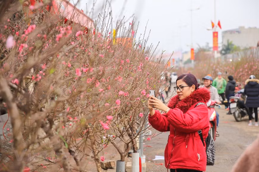 For many people, visiting flower market is an indispensable habit which signals the arrival of the new year. The traditional Tet flower market only meets once a year, from the 15th to the 30th day of the last lunar month. The market becomes more and more crowded as Tet draws near, creating a distinctive lively atmosphere of the holiday in the capital city. Most Vietnamese people start preparations for Tet (Lunar New Year) as early as a month before the festival. They believe that flowers and ornamental plants will brighten their homes and bring good luck for the family in the following year. (Photo: VietnamPlus)