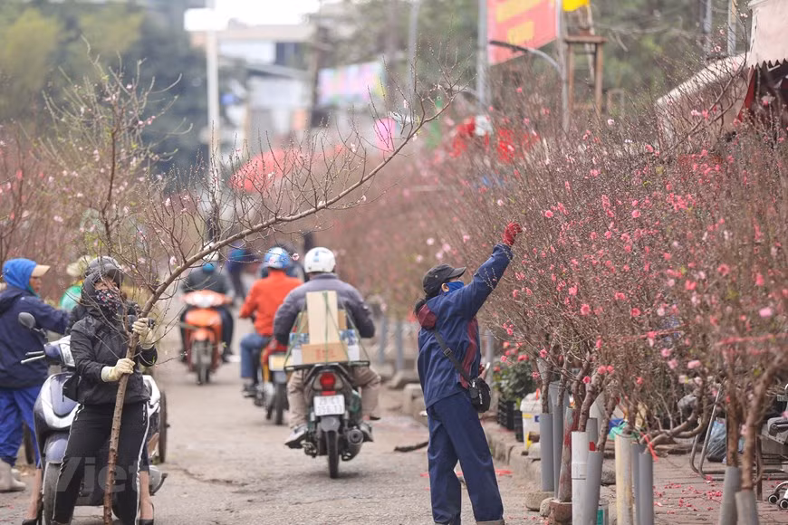 Peach blossoms sold at Quang An Flower Market come from famous peach blossom villages in Hanoi such as Nhat Tan and Phu Thuong villages. Nhat Tan earned its fame with big blossoms and thick pink petals arranged into multilayers around the fresh yellow stigma. According to local farmers, the process of planting peach trees and working to create beautiful shapes with them is time-consuming. As the peach trees bloom, they are cut into smaller branches to be sold to Hanoians. Nowadays, Nhat Tan’s peach growers make the peach tree bloom on the right occasion even when the weather is not favourable. (Photo:VietnamPlus)