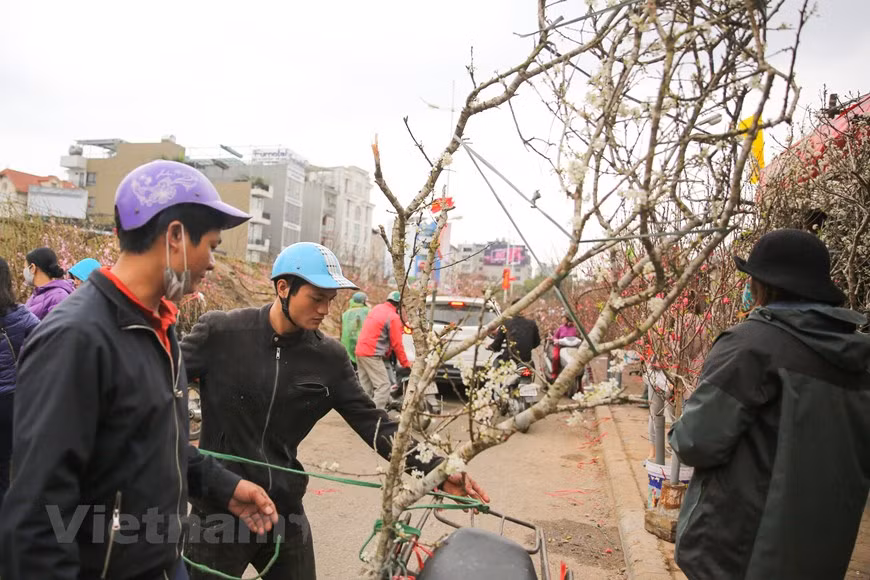 Wild peach branches are transported to Quang An Flower Market to serve the demand of local residents. Wild peach blossom often has a lighter pink than those grown in Hanoi. Although each branch may cost several millions of dong it is still chosen by many customers. It doesn’t only helps decorate their house but also bring natural energy to the families. The number of wild peach blossom on sale at the market has been decreased substantially after the government banned the sale of wild peach blossom trees. Earlier, The Prime Minister requested localities to prevent the exploitation of wild peach blossom trees in mountainous areas and transported them to urban areas. (Photo: VietnamPlus)