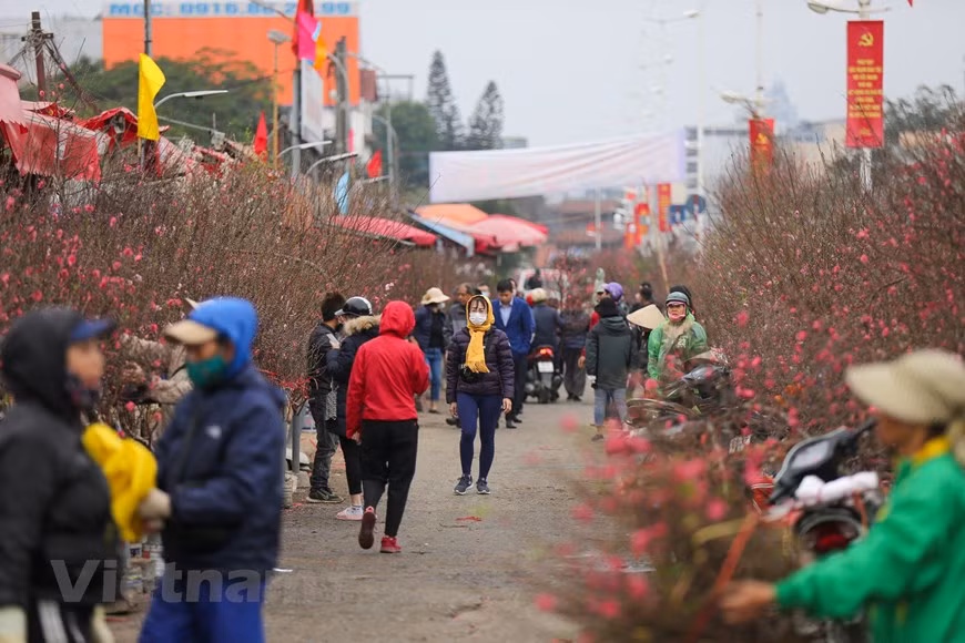 The flower market attracts thousands of visitors on the occasion of Tet every year. This year, the market offers more varieties of flowers, which are transported from different areas: peach blossoms and chrysanthemum from Nhat Tan, Tu Lien kumquat, apricot blossoms from HCM City, roses from Soc Son, and cymbidium orchid and lilys flowers from Da Lat. From Quang An market, which is open at night to early morning, except for Tet holidays, flowers are distributed to elsewhere with most of the buyers being wholesale dealers. In the pre-Tet period, the market is busy not only with flower dealers but also with young customers who come to enjoy the bustling atmosphere or buy flowers to decorate their home. (Photo: VietnamPlus)