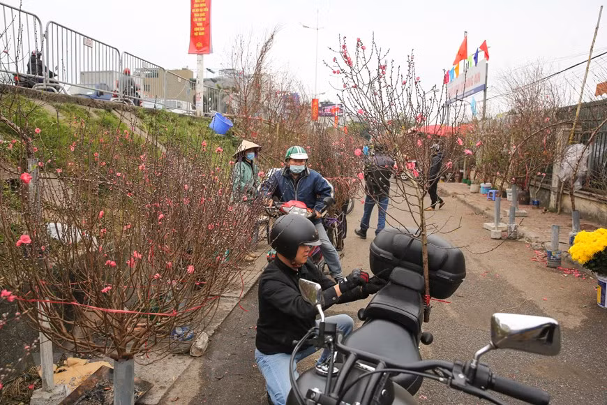 The two kinds of flowers widely sold and purchased during Tet are hoa mai (ochna integerrima) and hoa dao (peach blossoms). The warm pink of the peach blossoms matches well with the dry, cold weather in the north and Hanoi in particular. Tet will not be a real Tet if there is no sight of the two kinds of flower in every home. According to traders at Quang An Flower Market, each branch of peach blossoms is often priced at between 80,000 and 300,000 VND (VND (3.5-13 USD). On the first day of the 12th lunar month, peach blossoms sold very well as people buy them to serve their worship. (Photo: VietnamPlus)