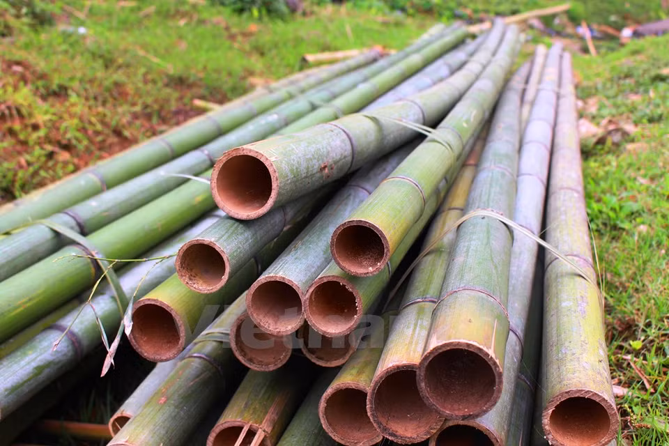 Bamboo trees are used for making household furniture or construction materials. (Source: VNA)