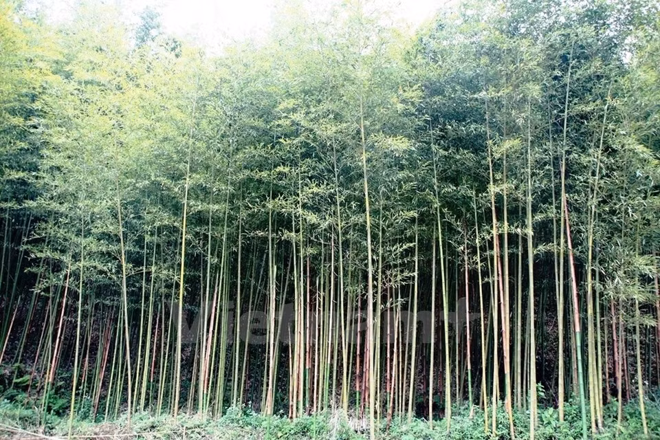 The province has over 3,400 hectares of bamboo forests. Nearly half of the coverage are under exploitation. (Source: VNA)