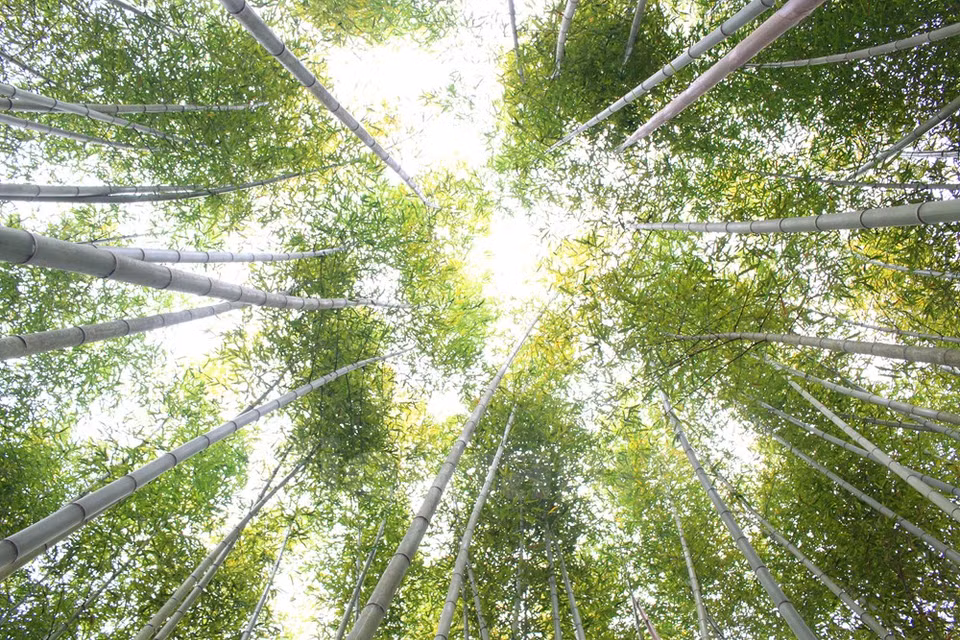 The bamboo forests locate in Lung Pan, Bao Lac district, around 100 km from the downtown of Cao Bang city (Source: VNA)