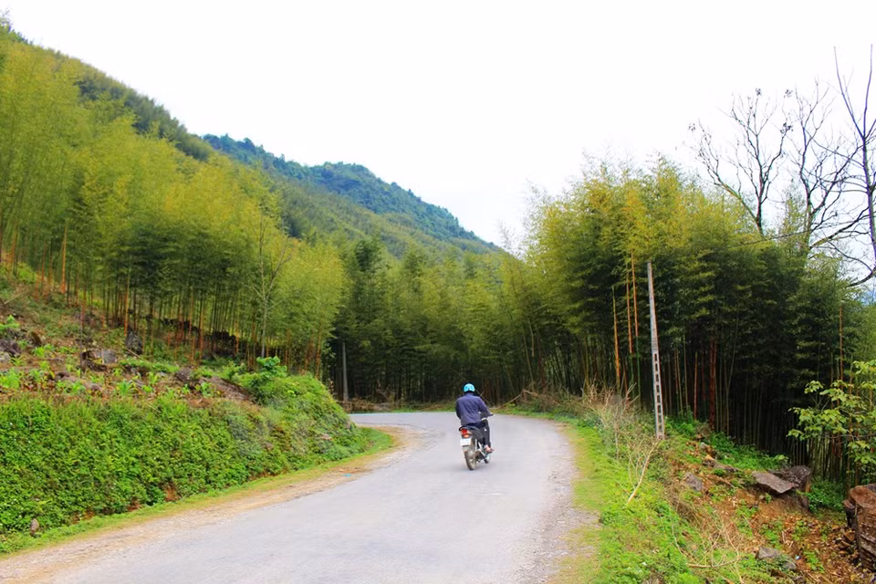 Bamboo forests run along many roads in the province. (Source: VNA)