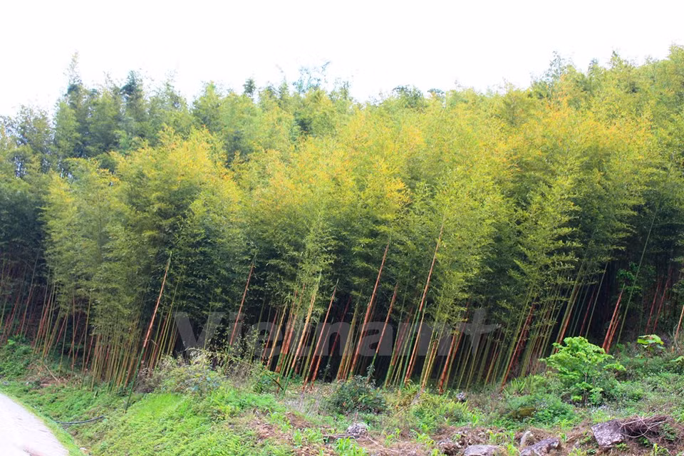 Bao Lac district, to the west of the province is surrounded by bamboo forests. (Source: VNA)