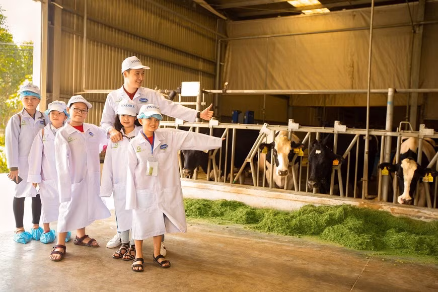 Currently, raw milk production of the farm has reached more than 100,000 litres of milk per day, equivalent to nearly 40 million litres per year (Photo: Collaborator).