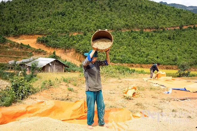 Most of the harvesting and preserving stages are manual. (Source: VNA)