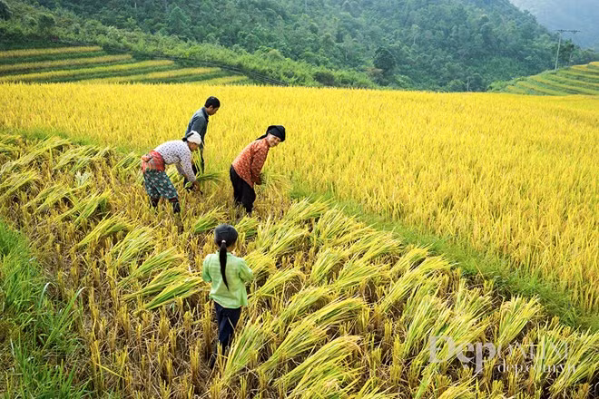 Farmers are harvesting rice (Source: VNA)