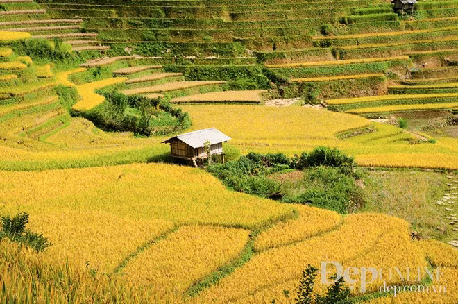 Rice is mainly grown in La Pan Tan, Che Cu Nha, Thao Chua Chai (Source: VNA)