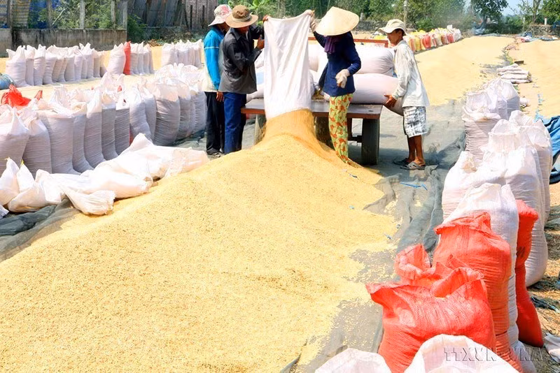 Farmers in Cai Lay district in Tien Giang province dry newly-harvested rice. (Photo: VNA)