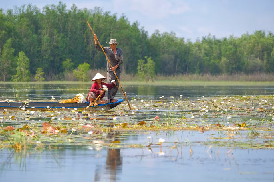  A couple rows their boat to pick up white water lilies in Vinh Te commune, Chau Doc town near the Cambodian border. The white water lilies are also called 'ghost flowers' because they only bloom at night. Water lillies are a present that Mother Nature has given to poor Khmer locals in An Giang. They grow in old reservoirs, with stems of around 2 – 5 metres and white and purple flowers. (Photo: vnexpress.net)