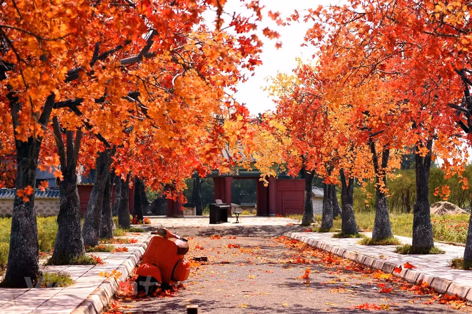 Inspired by the forest of red maple leaves in the Republic of Korea and Canada, a bright red maple leaf path has just appeared in Thach Cau (Long Bien, Hanoi), fascinating the people of the capital (Photo: The Dai/Vietnam+)