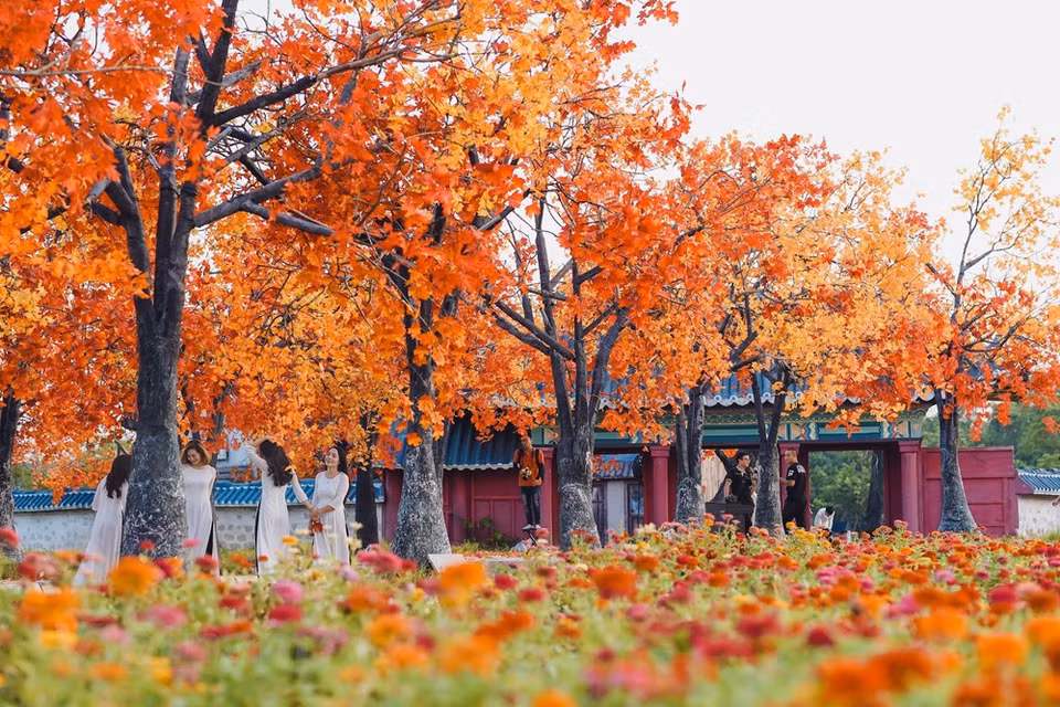 The owner of the road said it was inspired by red maple forests in the Republic of Korea and Canada (Photo: The Dai/Vietnam+)