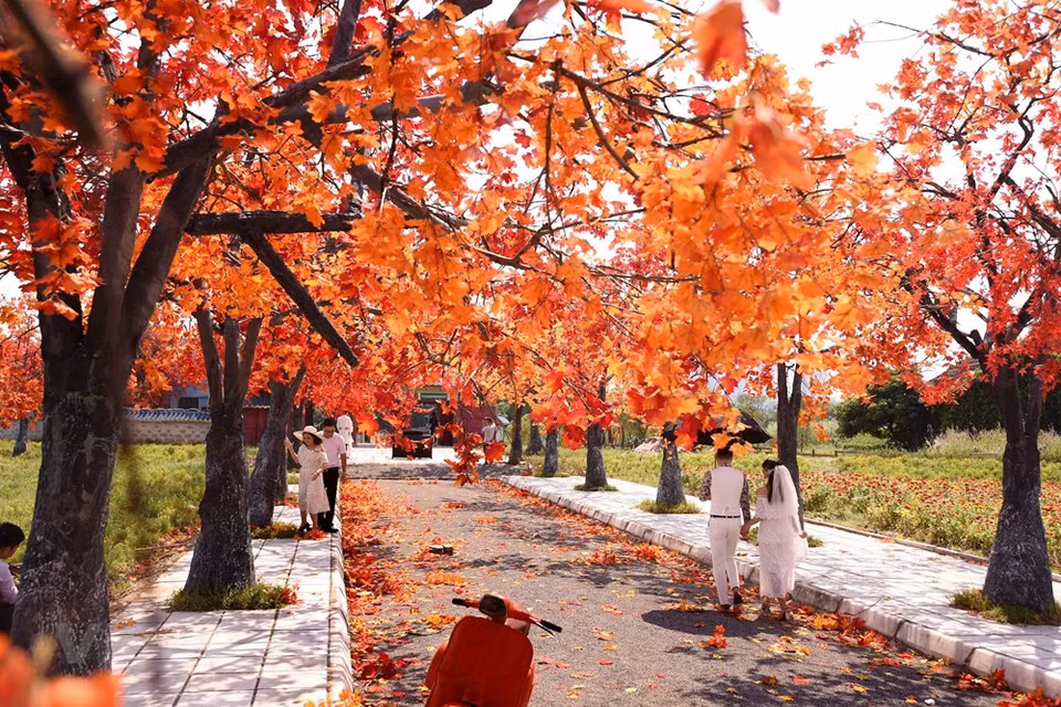 The line of trees is 80m long with 30 trees, of which 24 trees are 13m high and 6 are 18m high (Photo: The Dai/Vietnam+)