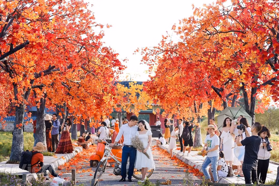 In fact, this is not a real tree because the maple leaves are very difficult to live in tropical climate like Vietnam (Photo: The Dai/Vietnam+)