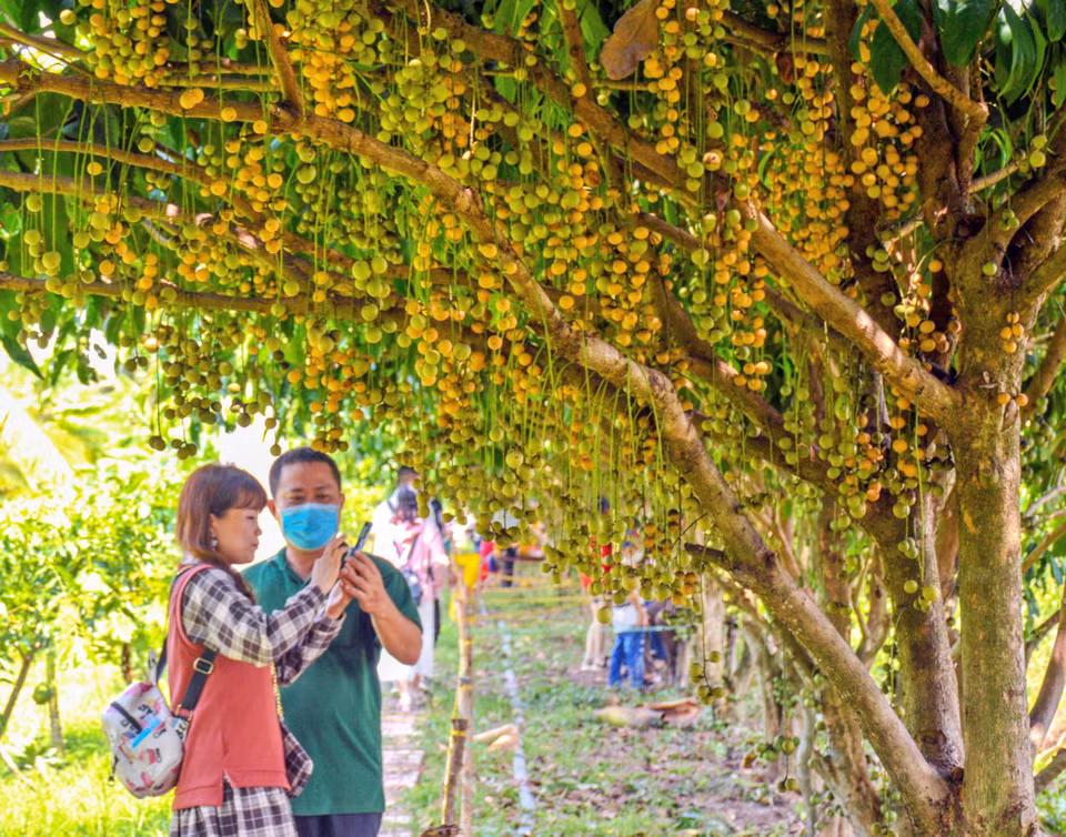 A garden of langsat fruit, a famous specialty in Cai Tau, U Minh district, attracts visitors during the harvest season. (Photo: VNA)