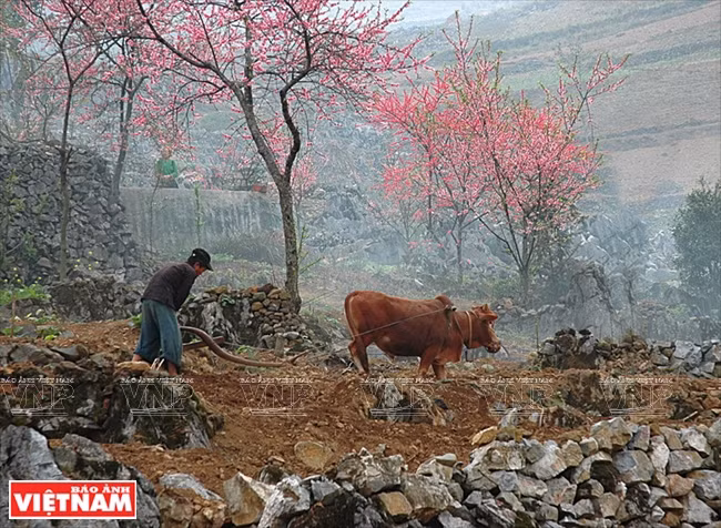 A Mong ​man cultivates on rocks in the Dong Van Karst Plateau Geopark. (Photo: VNA)
