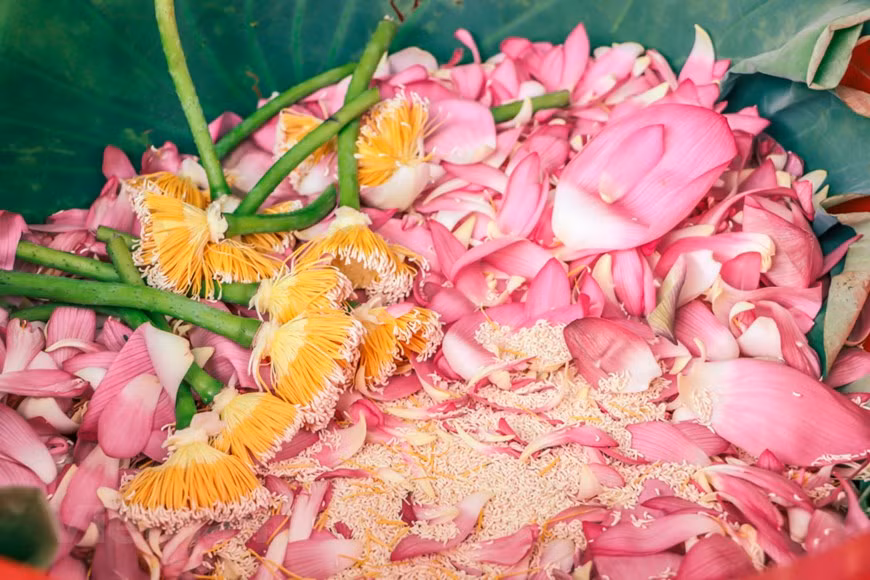 Apart from the fact that the kings used to enjoy drinking lotus tea, people at the beginning of the Nguyen Dynasty used to consider drinking of tea as an art. Sooner, it became a custom where people used to take the boat onto the pond as well as lakes on the moonlit nights as the lotus flowers were about the bloom. During the morning, they would find that the tea was filled with the sweet scent of lotus. In addition to this, they used to collect the dew of the nighttime. They will pick the lotus flowers to retrieve their tea the next morning after the tea absorbs the lotus’s scent. (Photo: Vietnamplus) 