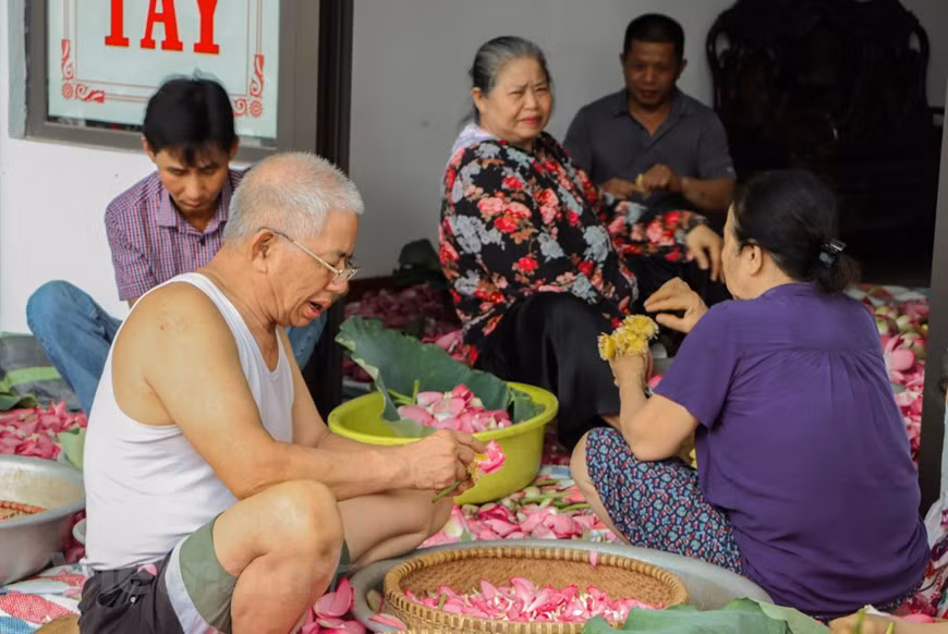 Lotus tea has many benefits, including removing strees, regulation of blood pressure, useful in the prevention of cardiovascular issues, controlling blood sugar level, among others. The Vietnamese lotus tea plays an indispensable role in the detoxification of blood. It plays a vital role in the reduction of chances of different diseases. For reaping different benefits, you require a cup of lotus tea on a daily basis. In addition to the detoxification of blood, leaves of Vietnamese lotus plant comprises of properties which are useful in healing different diseases like fatty liver diseases. Also, this tea is useful in destroying free radicals. In the photo: Separating lotus anthers for scenting tea. (Photo: Vietnamplus) 