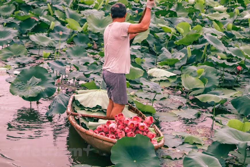 Lotus Tea was created originally for King Tu Duc during the Nguyen Dynasty. During the night, as the nectar of the flower was at the fullest, the servants used to go for rowing in the lake in the place where the lotus used to grow. They will be peeling back every fragile petals of the blossom in a careful manner and fill the same with the green tea. The process of making lotus tea is very complicated. Previously, people used to row a small boat out across lotus ponds to leave a pinch of dried tea inside each lotus flower that had just begun to open before dawn during sunny days. (Photo: Vietnamplus) 