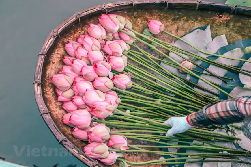 Lotus tea is recognised to be one of the most ancient teas of Vietnam which are produced by following the old and traditional process. Here, natural flower blossoms are useful for conferring scent in the tea. In Vietnam, the lotus is considered to be a symbol of purity, beauty and good fortune. With the use of high green tea base, Vietnamese lotus tea confers a sweet and lovely aroma along with vanilla hint in the same. Since the feudal regime, the locals learned how to scent tea with lotus which was a valuable offering to kings and mandarins. Today, lotus tea is a specialty of Hanoi for guests. (Photo: Vietnamplus) 