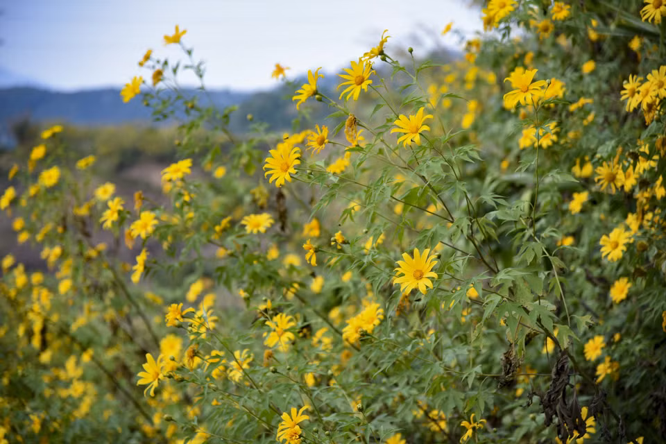 Wild sunflowers in full bloom. (Photo: VNA)