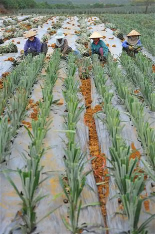 Farmers working in pineapple fields (Source: VNA) 