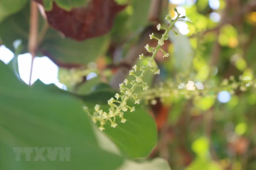 Tra trees are in bloom in the summer. At the end of the season, the trees give fruits called 'sea grapes', a symbol of the flora on Truong Sa archipelago. (Photo: VNA)