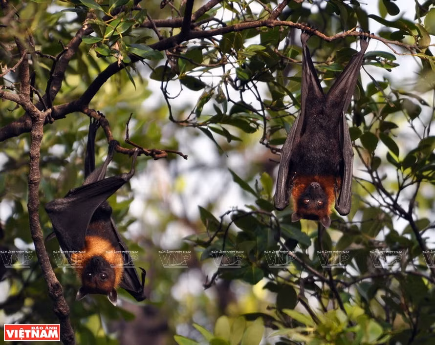 Wild animals at the National Park (Photo: Vietnam Pictorial)