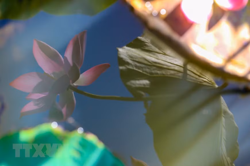 Bloomed lotuses and buds are highly favoured as offerings in pagodas and for decoration at homes and in many commercial establishments. (Photo: VNA)