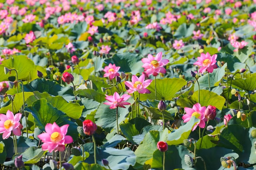 Beautiful lotus flowers in full bloom in Da Nang coastal city. (Photo: VNA)