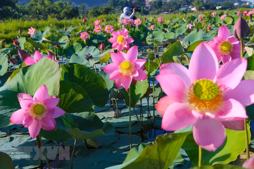 The lotus ponds in the central city of Da Nang are in full bloom, jubilantly showing off their pink beauty. (Photo: VNA)