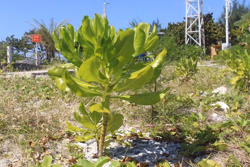 This tree (scientifically named Heliotropium foertherianum) is called 'Bao tap' in Vietnamese or 'Storm' in English, a symbol of Truong Sa (Spratly) archipelago. They are always green under sunlight and sea-breeze. (Photo: VNA)